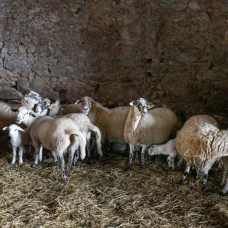 Font De Ciuret, Rural Vidra